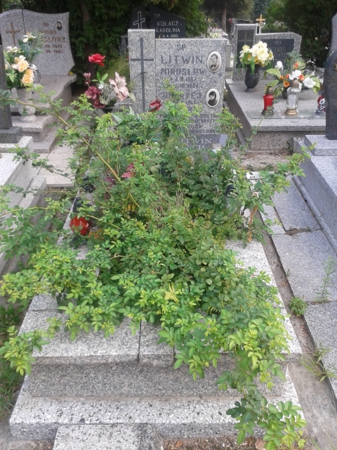 Andrzej LITWIN 1966 Jastrzębie-Zdrój - Grobonet - Wyszukiwarka osób pochowanych